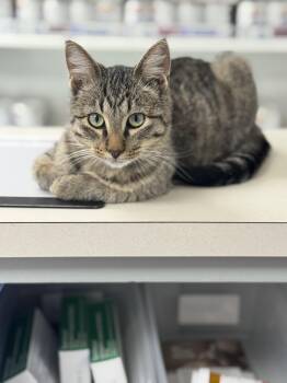 Rescue Domestic Short Hair Cats for Adoption in Seminole, Oklahoma - Ringo | PetCurious