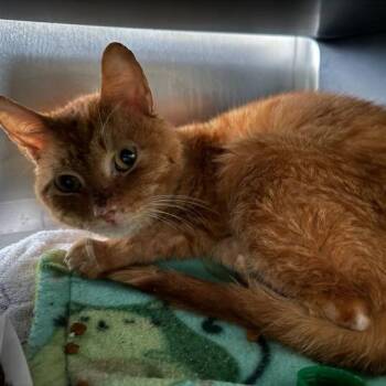 Terence -  Domestic Short Hair Cat for Adoption in Chicago, Illinois - Terence | PetCurious