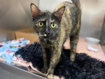 RASCAL -  Domestic Short Hair Cat Available for Adoption in Fort Wayne, Indiana - RASCAL | PetCurious