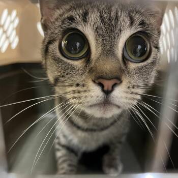 Hemi -  Domestic Short Hair Cat for Adoption in Pittsburgh, Pennsylvania - Hemi | PetCurious