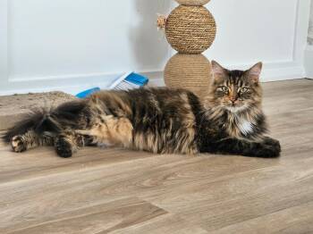 Tallulah -  Tabby Cat for Adoption in Hamilton, Ontario - Tallulah | PetCurious