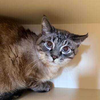Mr. Bubbles -  Domestic Medium Hair Cat Available for Adoption in Cody, Wyoming - Mr. Bubbles | PetCurious