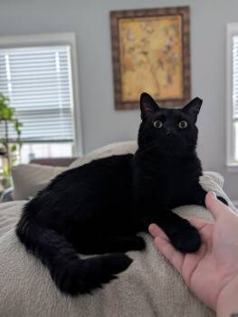 Romeo -  Bombay and Domestic Short Hair Cat for Adoption in Rossville, Georgia - Romeo | PetCurious