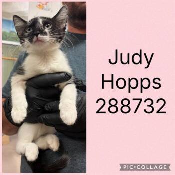 JUDY HOPPS -  Domestic Short Hair Cat Available for Adoption in Macon, Georgia - JUDY HOPPS | PetCurious