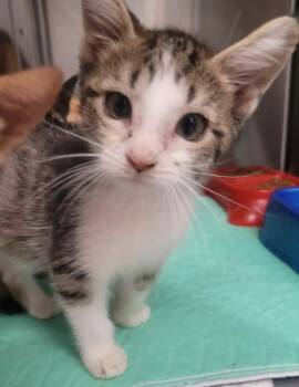 Little John -  Domestic Short Hair Cat for Adoption in Republic, Missouri - Little John | PetCurious