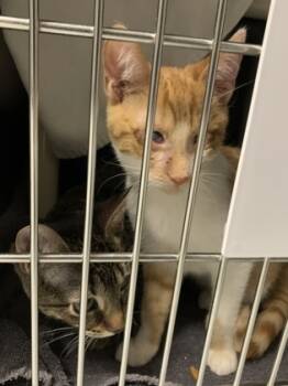 Rescue Domestic Medium Hair and Domestic Short Hair Cats for Adoption in Montreal, Quebec - Choco (Chat Roux) | PetCurious