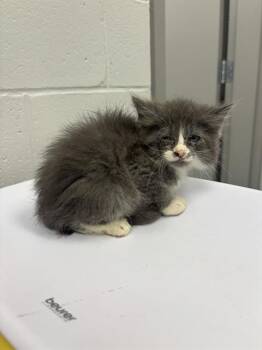 GHOST RIDER -  Domestic Short Hair Cat for Adoption in Indianapolis, Indiana - GHOST RIDER | PetCurious