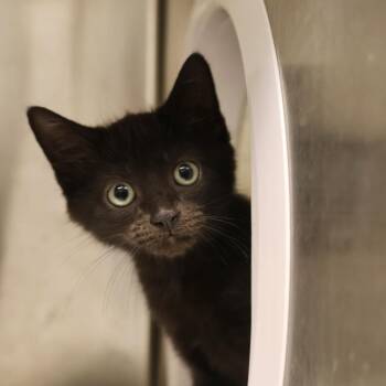 Chevy -  Domestic Short Hair Cat for Adoption in Briarcliff Manor, New York - Chevy | PetCurious