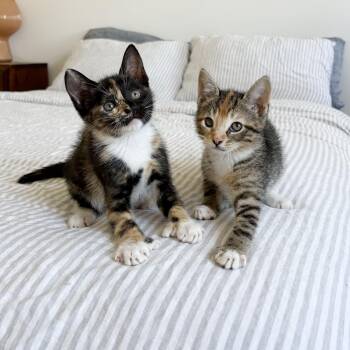 Thumb War & Thumb Sucker -  Extra Toes Cat Hemingway Polydactyl and Domestic Short Hair Cat Available for Adoption - Thumb War & Thumb Sucker | PetCurious