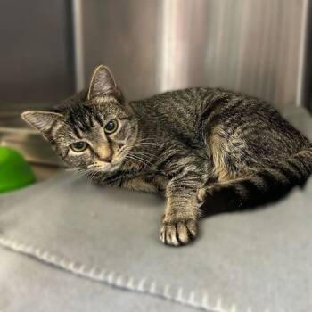 Rescue Domestic Short Hair Cats for Adoption in Davenport, Iowa - Roberta Doe! | PetCurious