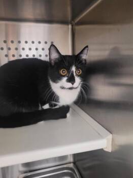 ZENA -  Domestic Short Hair Cat Available for Adoption in St. Peters, Missouri - ZENA | PetCurious