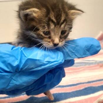 Carnation -  Domestic Short Hair Cat for Adoption - Carnation | PetCurious