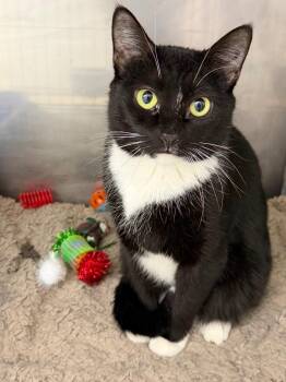 Domestic Short Hair Cats Available for Adoption - Mossie | PetCurious