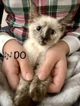 Rescue Domestic Short Hair Cats for Adoption in Reston, Virginia - DO | PetCurious