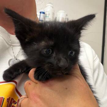 Domestic Short Hair Cats Available for Adoption in Lake Jackson, Texas - Clyde | PetCurious