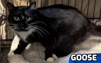 Goose -  Domestic Medium Hair Cat for Adoption in Shawnigan Lake, British Columbia - Goose | PetCurious