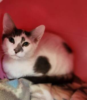 Kitten 27826 (Ferris) -  Domestic Short Hair Cat for Adoption in Parlier, California - Kitten 27826 (Ferris) | PetCurious