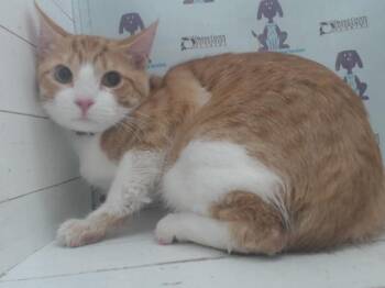 PICHUTI TEXIS -  Domestic Short Hair Cat for Adoption in Orlando, Florida - PICHUTI TEXIS | PetCurious