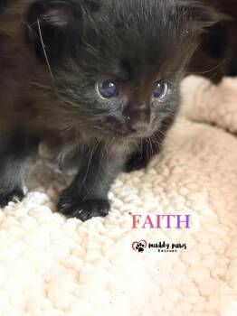 Storm Survivors:  Faith -  Domestic Short Hair Cat for Adoption in Council Bluffs, Iowa - Storm Survivors:  Faith | PetCurious