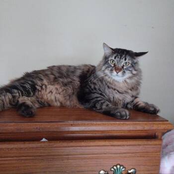 Harley -  Domestic Long Hair and Maine Coon Cat for Adoption in Drasco, Arkansas - Harley | PetCurious