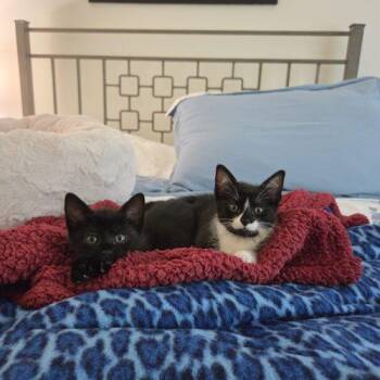Delta -  Domestic Short Hair Cat for Adoption in Fishers, Indiana - Delta | PetCurious