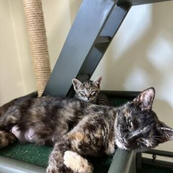 Lily -  Domestic Short Hair Cat for Adoption in Belmont, North Carolina - Lily | PetCurious