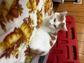 Honey Bun -  Domestic Short Hair Cat for Adoption in Fort Madison, Iowa - Honey Bun | PetCurious