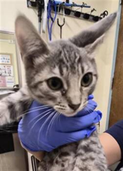 LADY PICKLES -  Domestic Short Hair Cat for Adoption in Fremont, California - LADY PICKLES | PetCurious