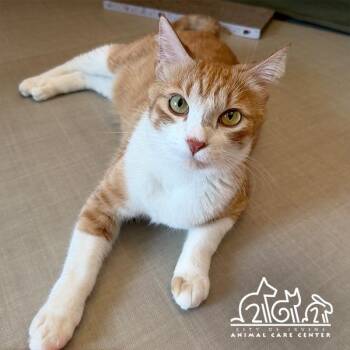 CROISSANT -  Domestic Short Hair Cat for Adoption in Irvine, California - CROISSANT | PetCurious
