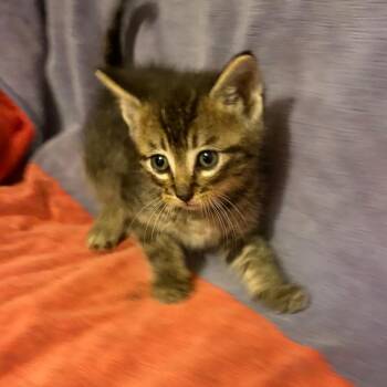 Brooks -  Domestic Short Hair Cat for Adoption in Crookston, Minnesota - Brooks | PetCurious