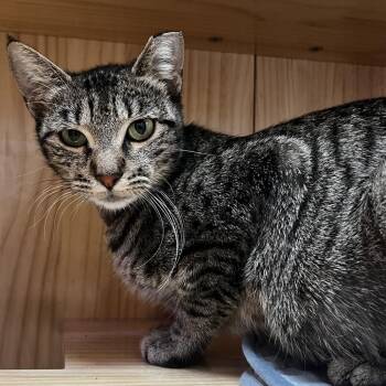 Pearl -  Domestic Short Hair Cat for Adoption in Yucca Valley, California - Pearl | PetCurious