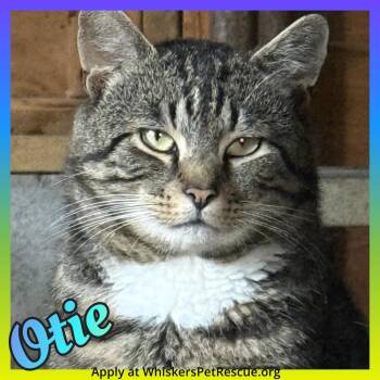 Otie -  Domestic Short Hair Cat for Adoption in Southbury, Connecticut - Otie | PetCurious