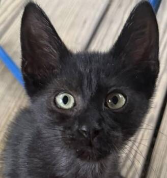 Denise -  Domestic Short Hair Cat for Adoption in Verona, Wisconsin - Denise | PetCurious