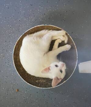 Robin -  Domestic Short Hair Cat for Adoption in Morehead, Kentucky - Robin | PetCurious
