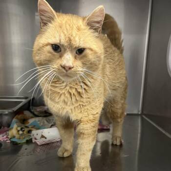 Domestic Short Hair Cats Available for Adoption - Tango | PetCurious