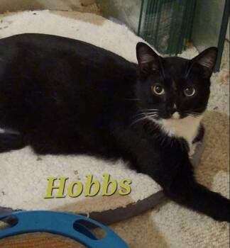 Domestic Short Hair Cats Available for Adoption in Monrovia, California - Hobbs | PetCurious