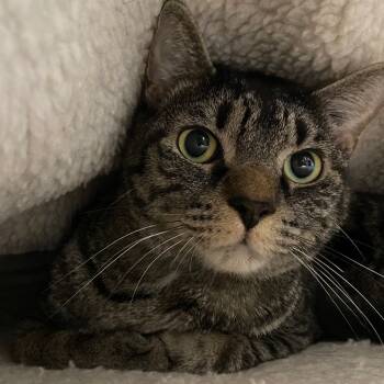 Rescue Domestic Short Hair Cats for Adoption in Fall River, Massachusetts - Ferrari | PetCurious