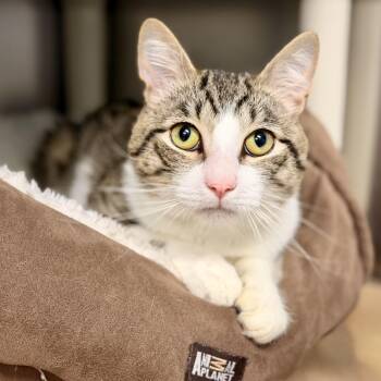 Daryl -  Domestic Short Hair Cat for Adoption in Stafford Township, New Jersey - Daryl | PetCurious