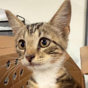 Gingy -  Domestic Short Hair Cat for Adoption in Tampa, Florida - Gingy | PetCurious