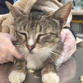 Misty -  Domestic Short Hair Cat for Adoption in Newark, New Jersey - Misty | PetCurious