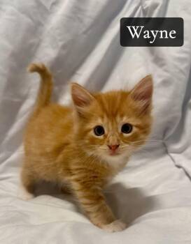 Domestic Medium Hair Cats Available for Adoption in Rutherfordton, North Carolina - Wayne | PetCurious