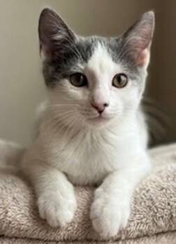 Taylor Swift (Bono) -  Domestic Short Hair Cat for Adoption in Davis, California - Taylor Swift (Bono) | PetCurious