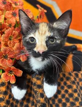 4/9/26 April -  Domestic Short Hair Cat for Adoption in Stillwater, Oklahoma - 4/9/26 April | PetCurious