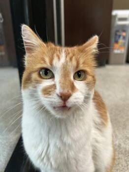 Domestic Short Hair Cats Available for Adoption in Hamilton, Montana - Dotty | PetCurious