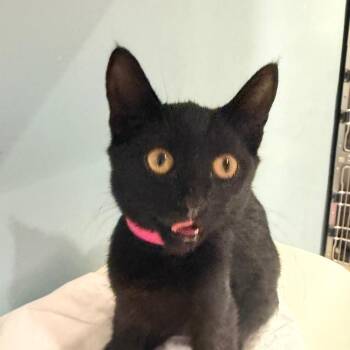 Scarlet -  Domestic Short Hair Cat for Adoption in Chattanooga, Tennessee - Scarlet | PetCurious