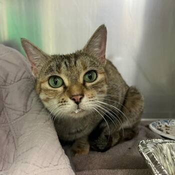 Domestic Short Hair Cats Available for Adoption - Breakfast Combo | PetCurious