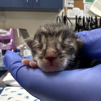 Lace -  Domestic Short Hair Cat for Adoption in Lynchburg, Virginia - Lace | PetCurious