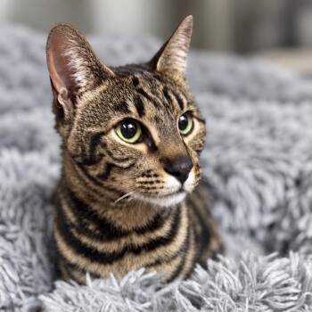 Xena -  Bengal and Domestic Short Hair Cat for Adoption in Brownsboro, Alabama - Xena | PetCurious