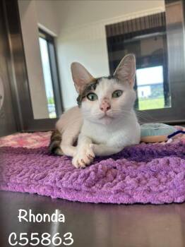 Rhonda -  Domestic Short Hair Cat for Adoption in Clarksville, Tennessee - Rhonda | PetCurious