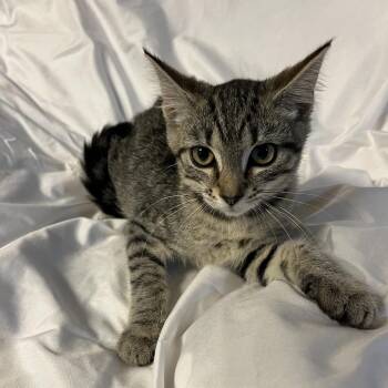 Rose -  Domestic Short Hair Cat for Adoption in Waldorf, Maryland - Rose | PetCurious
